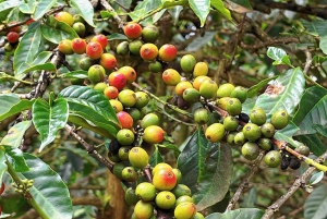 Half-Day Private Fairview Estate Coffee Farm Tour