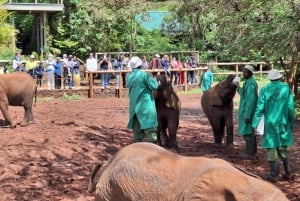 Dagstur til elefantreservat og giraffcenter med gratis afhentning