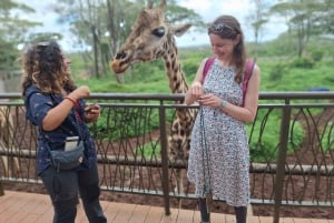 Sheldrick Wildlife Trust&Giraffe Center GuidedTour with FEES