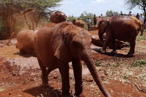 Halvdagstur Giraffe Center og Sheldrick Wildlife Trust
