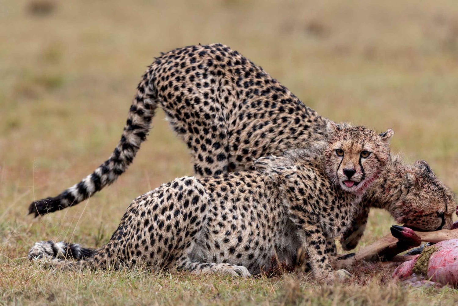 Однодневная экскурсия в Национальный парк Найроби