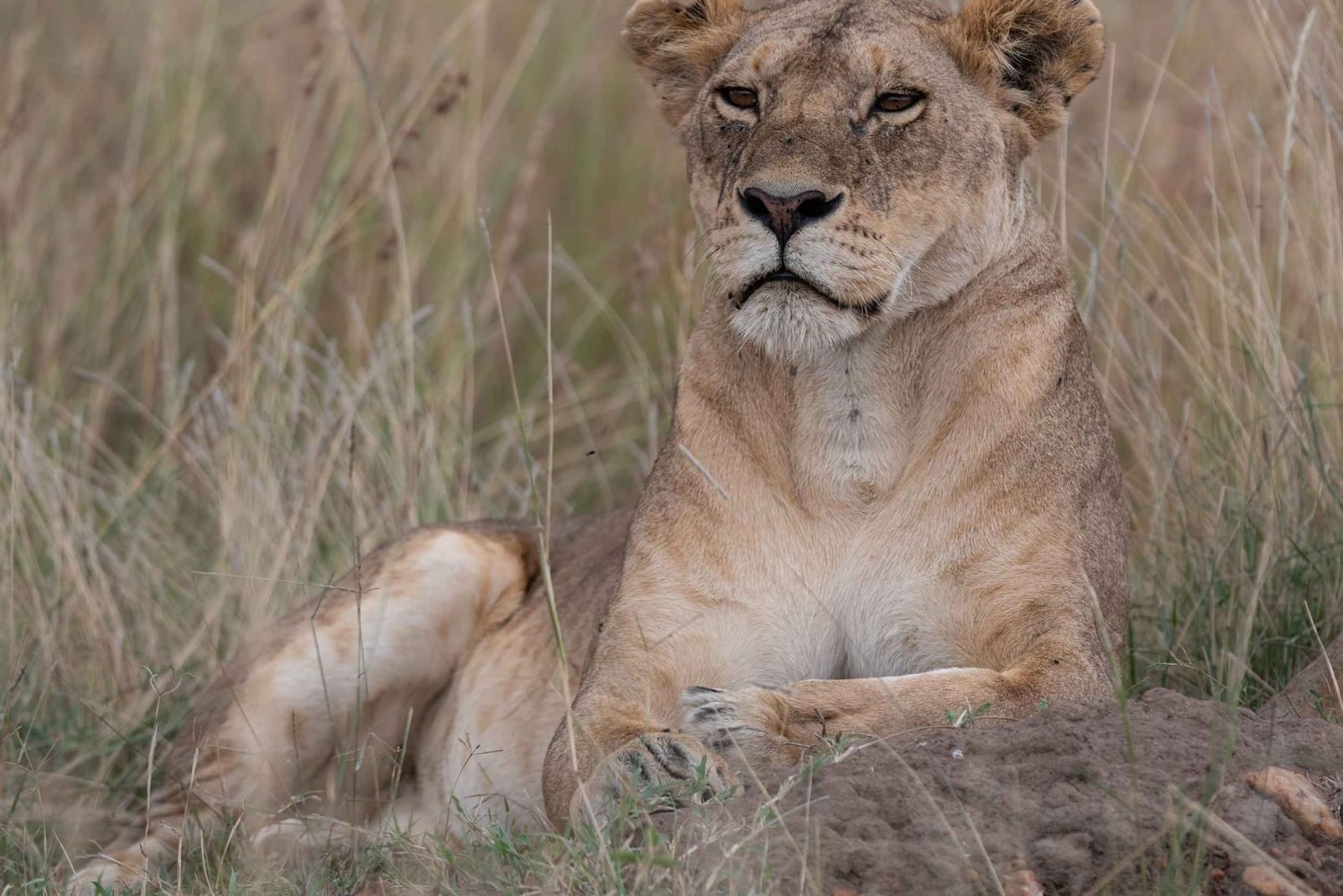 Однодневная экскурсия в Национальный парк Найроби