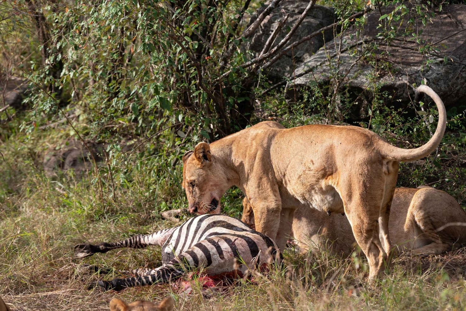 Однодневная экскурсия в Национальный парк Найроби