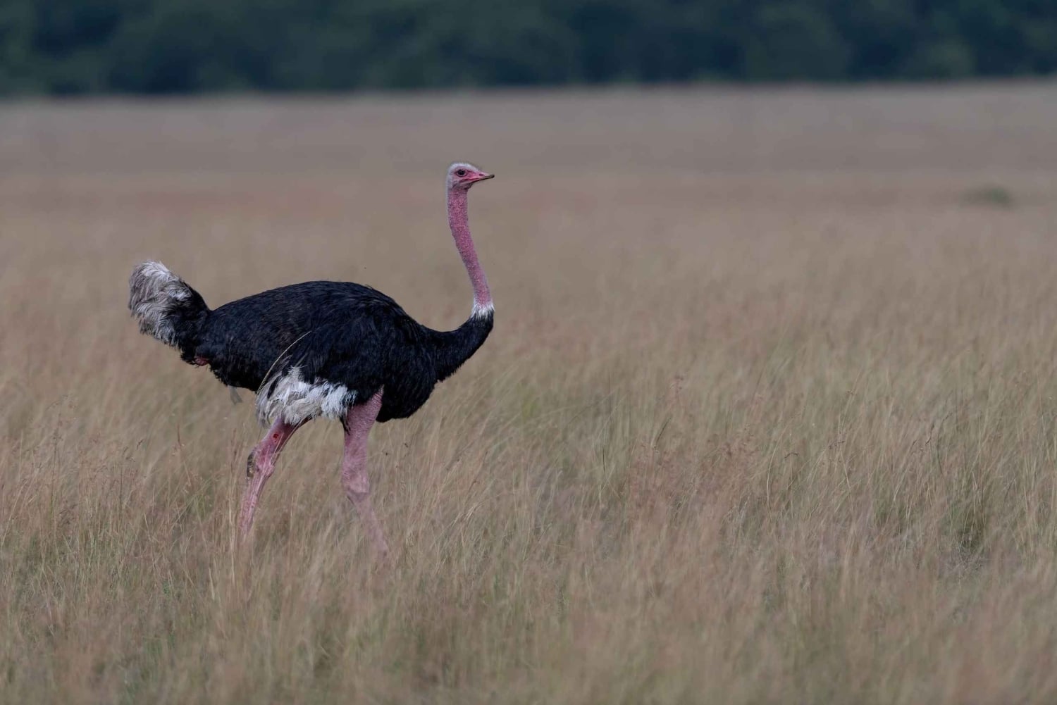 Однодневная экскурсия в Национальный парк Найроби