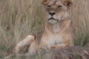 Однодневная экскурсия в Национальный парк Найроби