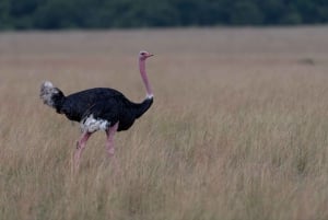 Однодневная экскурсия в Национальный парк Найроби