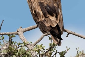 Однодневная экскурсия в Национальный парк Найроби