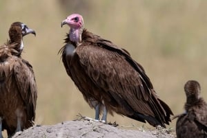 Однодневная экскурсия в Национальный парк Найроби