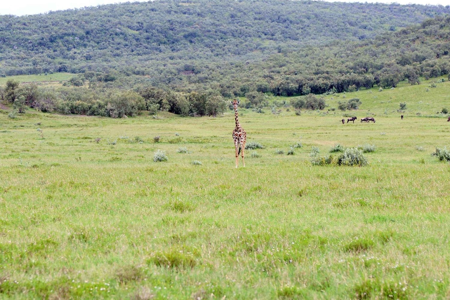 Sykkelsafari til Hell's Gate og flodhsafari ved Naivashasjøen