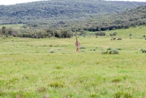Sykkelsafari til Hell's Gate og flodhsafari ved Naivashasjøen