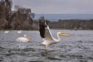 HELL'S GATE AND LAKE NAIVASHA BOAT RIDE FROM NAIROBI.