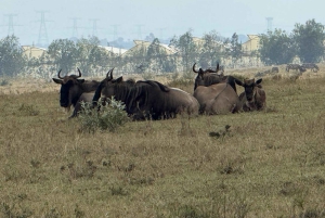 Balade à vélo à Hell's Gate et tour en bateau à Crescent Island