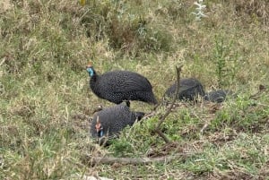 Balade à vélo à Hell's Gate et tour en bateau à Crescent Island