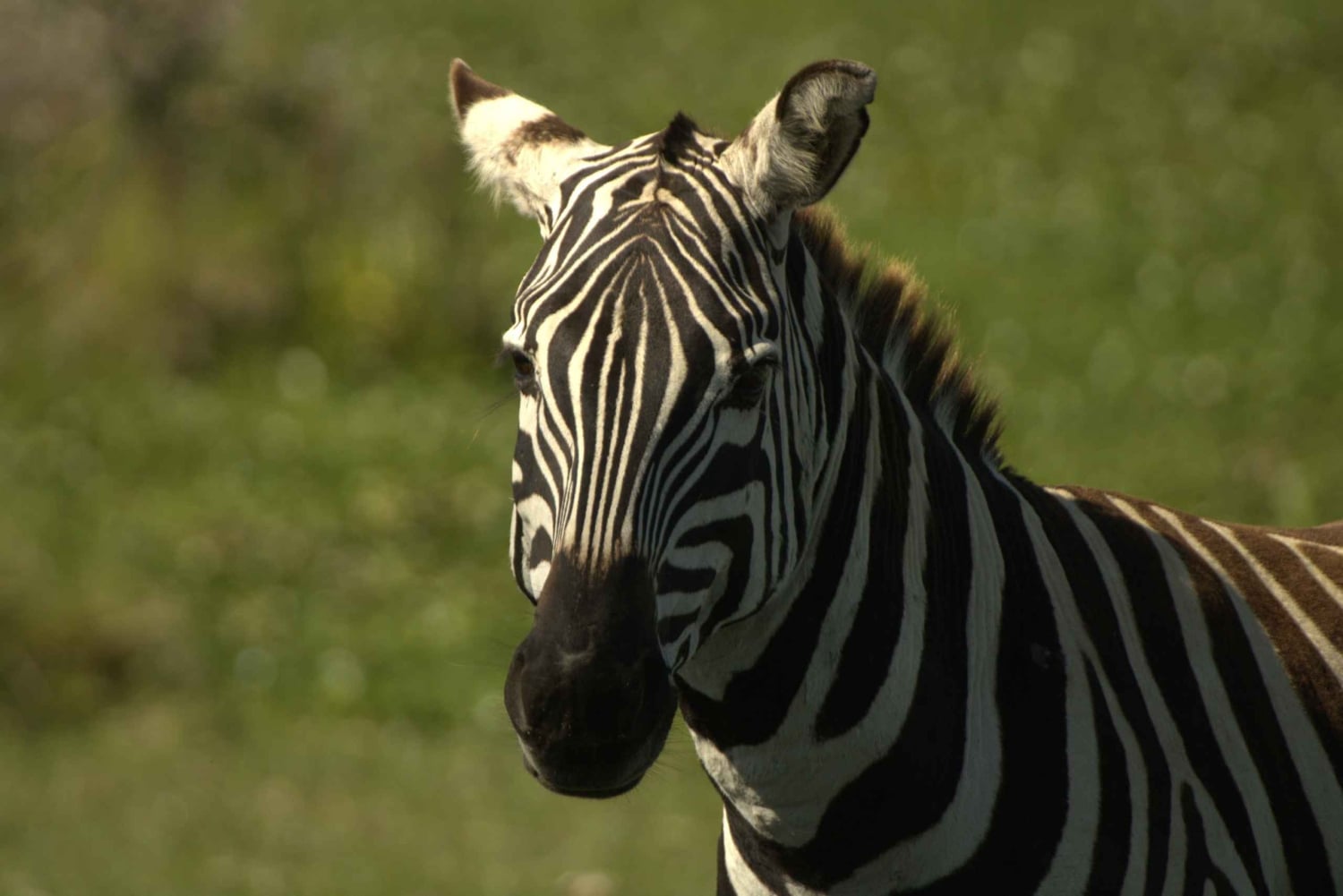 Hell's Gate e Lago Naivasha: passeio de bicicleta, caminhada e passeio de barco
