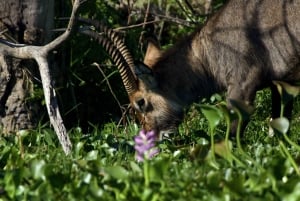 Hell's Gate e Lago Naivasha: passeio de bicicleta, caminhada e passeio de barco