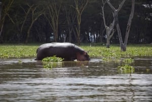 Hell's Gate e Lago Naivasha: passeio de bicicleta, caminhada e passeio de barco