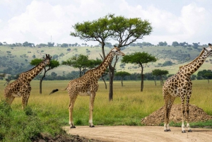 Hells Gate i jezioro Naivasha - jednodniowa wycieczka z Nairobi