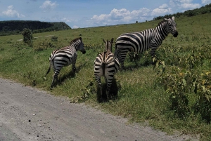Hells Gate National Park & Lake Naivasha Boat Ride