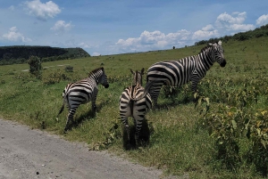 Parque Nacional Hells Gate e passeio de barco no Lago Naivasha