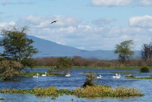 Parque Nacional Hells Gate e passeio de barco no Lago Naivasha