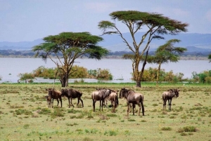 Excursión de un día a la Puerta de Ell con paseo en barco por el lago Naivasha