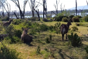 Excursión de un día a la Puerta de Ell con paseo en barco por el lago Naivasha