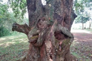 歴史と自然の驚異：ザイナ滝とマウマウ洞窟ハイキング