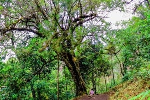 歴史と自然の驚異：ザイナ滝とマウマウ洞窟ハイキング