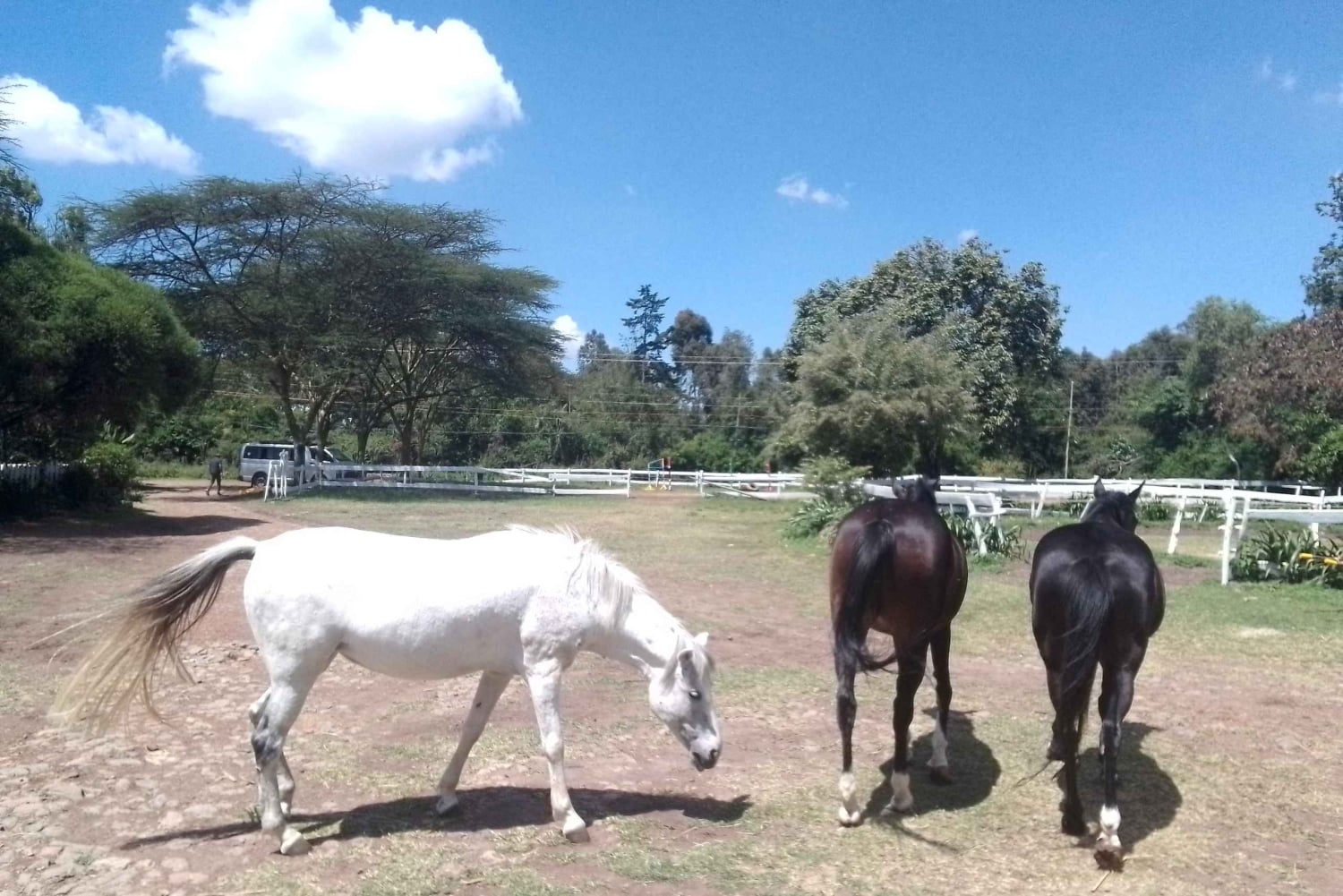 Horse Riding Tour Adventure in Nairobi