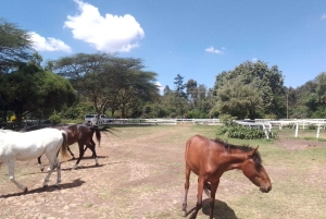 Passeio de cavalo em Nairobi