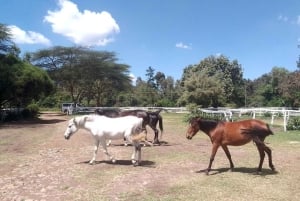 Passeio de cavalo em Nairobi