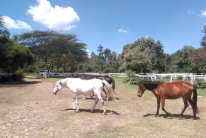 Passeio de cavalo em Nairobi