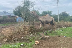 Isiolo: Motorcycle Ride Through Nature, and Hidden Wonders