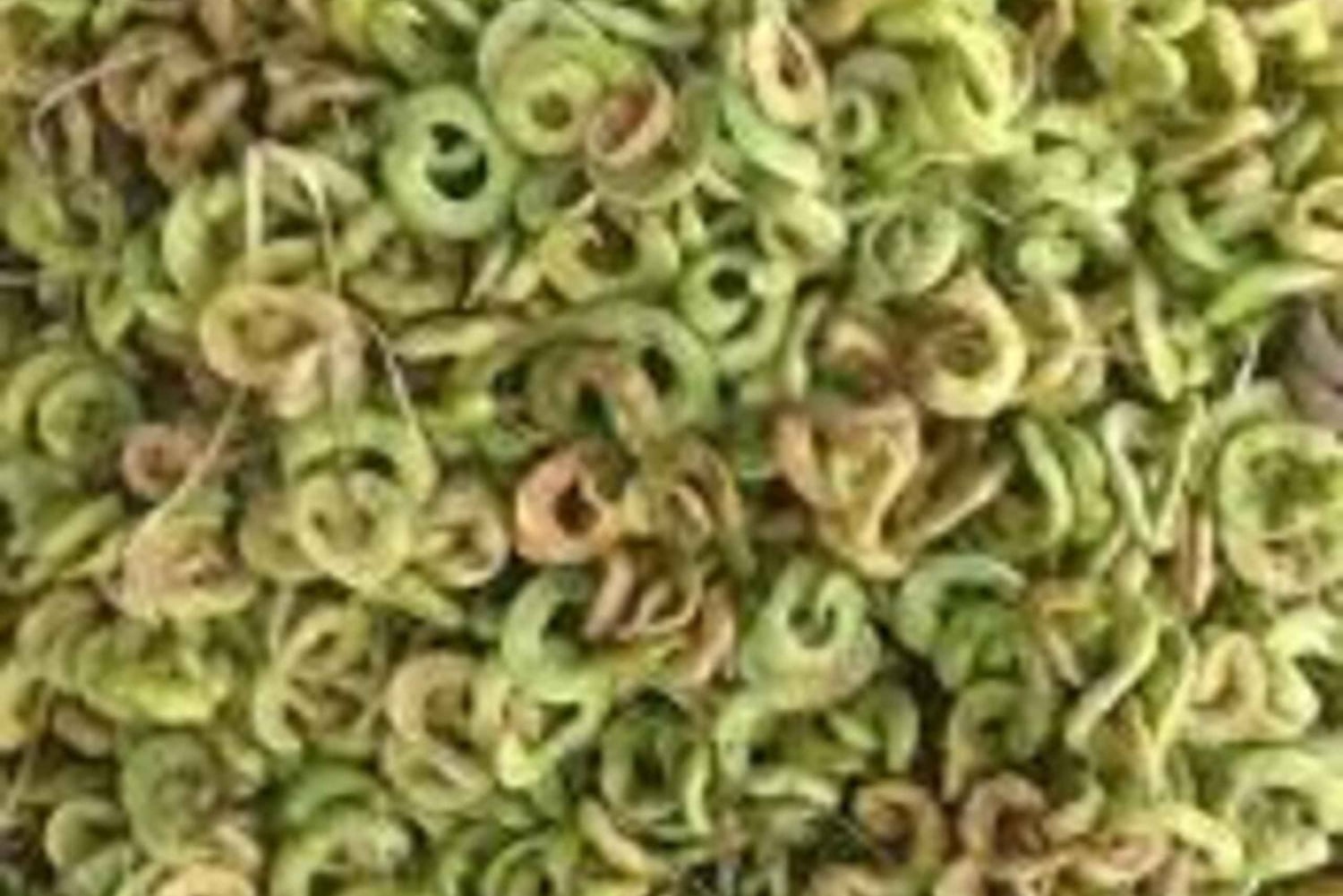 Isiolo: lezione di cucina samburu e borana con pasto