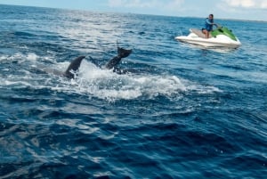 Jet Ski Dolphin Safari
