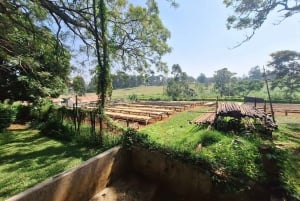 Kaimbethu tea farm tour and lunch package