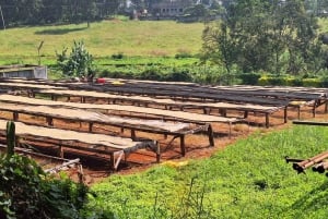 Kaimbethu tea farm tour and lunch package