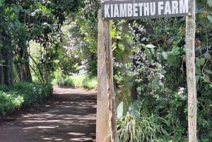 Tour della fattoria del tè Kaimbethu e pacchetto pranzo