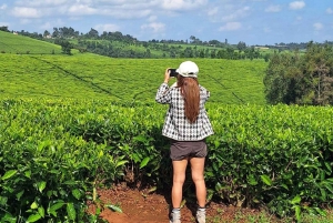 Kaimbethu tea farm tour and lunch package