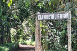 Kaimbethu tea farm tour and lunch package