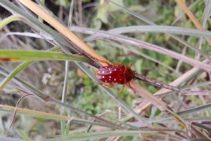 Kakamega Forest: 3 nachten vogelsafari vanuit Nairobi