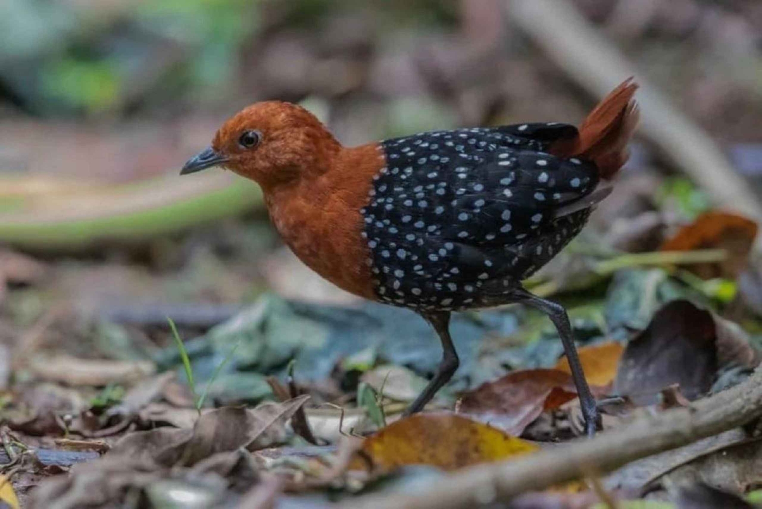 Kakamega Forest: 3 nights Bird Watching Safari from Nairobi