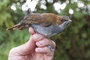 Kakamega Forest: 3 nights Bird Watching Safari from Nairobi