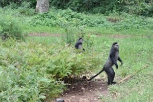 Kakamega Forest: 3 nights Bird Watching Safari from Nairobi