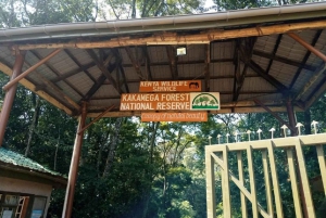 Forêt de Kakamega : Safari d'observation des oiseaux