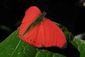 Forêt de Kakamega : Safari d'observation des oiseaux