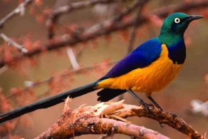 Forêt de Kakamega : Safari d'observation des oiseaux