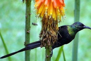 Forêt de Kakamega : Safari d'observation des oiseaux