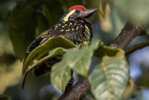 Forêt de Kakamega : Safari d'observation des oiseaux