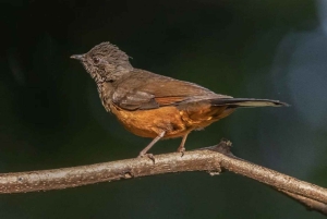 Forêt de Kakamega : Safari d'observation des oiseaux